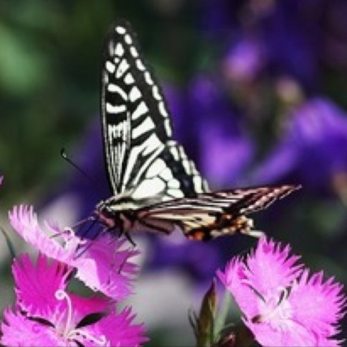 world_wordbot's profile picture. できたばかりのbotです、様々な文学人の名言を呟きます。リクエストなどがあればリプライを下さい