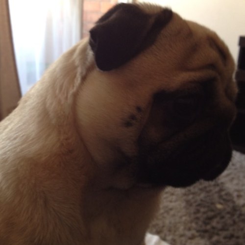 Soy un Pug carlino muy feliz