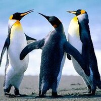 S P (@es33py) 's Twitter Profile