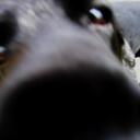 dennis hussey - @denhuss - Twitter