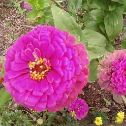 samannzinnia's profile picture. An American individual who investigates progressive ideas.