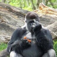 knighthawk2001 (@knighthawk2001) 's Twitter Profile