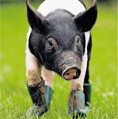 GrapGrap1's profile picture. 't Is heel simpel: ik tweet, jij lacht en jij retweet! Makkelijk, toch? :)
Heb je vragen of suggesties? Stuur een dm of mentoin ons!
Gegarandeerd LOL!!