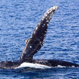 Whale watching is becoming one of the world's great natural experiences, and nowhere is it as enthralling as in the calm waters of Hervey Bay, Queensland.