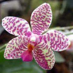 There is nothing stronger in the world than gentleness.-Han Suyin