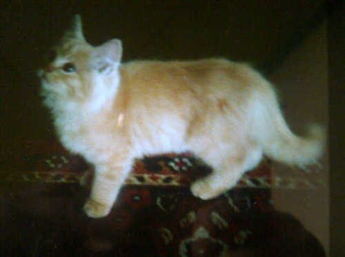 alparesrenjo's profile picture. Just ROCK N ROLL