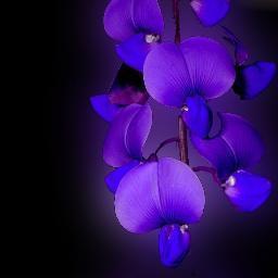 Our strength grows out of our weaknesses.-Ralph Waldo Emerson