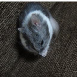 kumi99999's profile picture. 