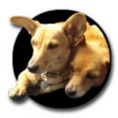 Mit Fledermopsohren und Teddybärblick. DIe Hundeherzchen von @_dasbabs_
