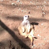 Ann Hartline (@annie_d1981) 's Twitter Profile