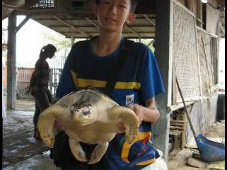 Help penyu out of extinct