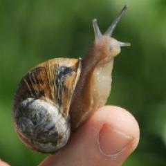 Fast food isn't our style.... slow down and taste a snail!