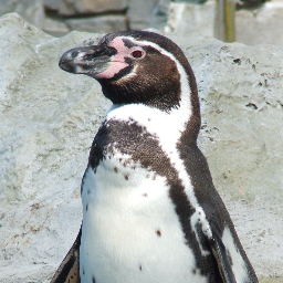 朕はフンボルトペンギン。南米の西岸にいる。【リプライで反応】