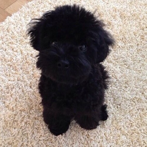 Ginger :) #gg . ลูกชายม๊าแทฮับ ! บ๊อก ❤ มาเล่นกันเถอะมาเล่นกันเถอะ ㅋㅋㅋ
