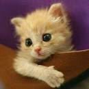 ツイッターはじめました。
猫好きです。
これからよろしくお願いします。
相互フォローは確実ですよ！