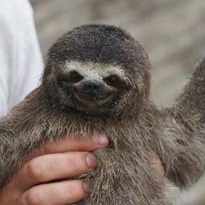 movie sloth (@moviesloths) / Twitter movie sloth (@moviesloths) / Twitter