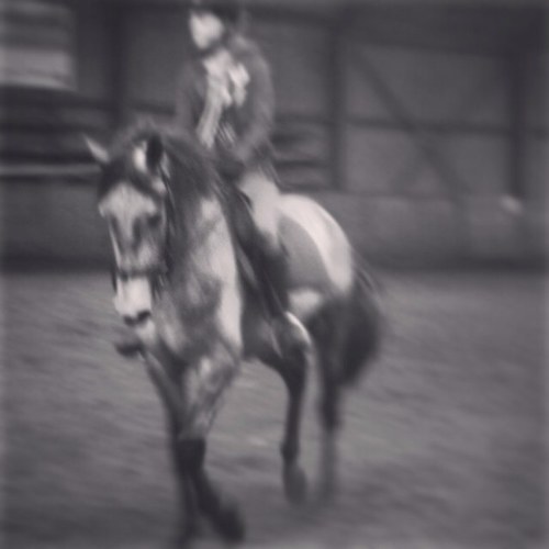 beheerders; @tnvdv & @xryanneee . wij houden allebei erg veel van paarden. Follow en we Followen back ! (: we proberen ook pony's te vinden stuur een dm daarvor