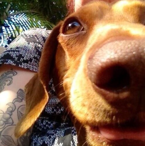 My mummy is @lakota75. I live in Umhlanga (South Africa!) with my foster puppy brothers @JackTheDoxy and @OzzyTheDoxy. I'm way too cool for school.