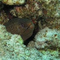 Combidriver (@combidriver) 's Twitter Profile