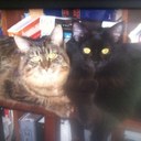 Donna Ream - @ReamDonna - Twitter