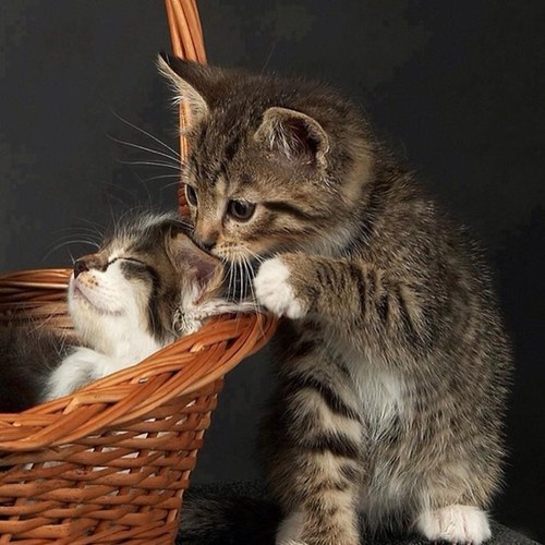 DCornali's profile picture. 