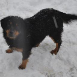 Shadow_Craft_MC's profile picture. Head Admin & Chairman on my favorite server!  http://t.co/Mky077XTNL