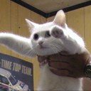 long cat - @long_cat111 - Twitter