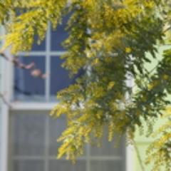 お花畑から脱出しました。外国人参政権反対！安倍さんを応援しています。
バラが大好きです。