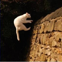 The podcast of the Center for Environmental Health. Remember to look, before you leap!