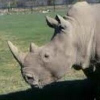 mustafa şahinkaya (@mahinkaya) 's Twitter Profile