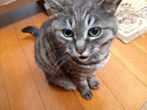 だっちょ(*´꒳`*)