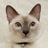 partheno's profile image