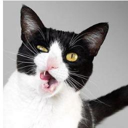 KrissyCatlady's profile picture. Cat lady, Cat lover, Cat mother