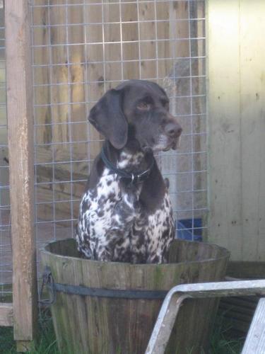 Hippie_GSP's profile picture. Hi, im Hippie, a proud German Short-haired Pointer (GSP). I like long walks through my local woods, and playing with my friends. Follow me my fellow dogs!