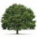 Giantswood (@gaintswood) Twitter profile photo