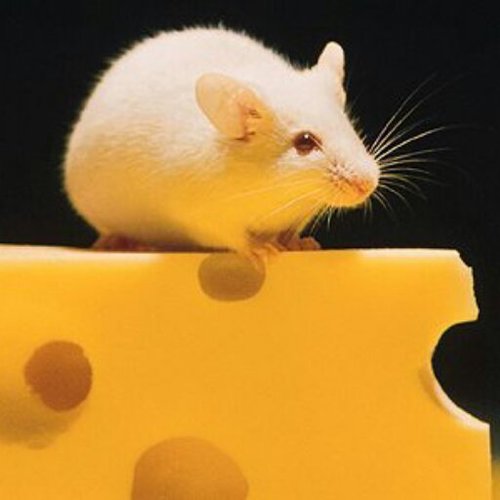 kaasblokje's profile picture. 