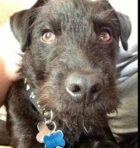 Patterdale Terrier, enjoys long walks and stealing socks. Has an inexplicable liking for horse and rabbit poo.