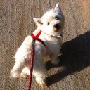 Veronica Rasmussen - @verorras - Twitter