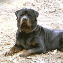 Mandy Marvin - @SCRottweiler - Twitter