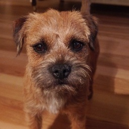 A young friendly full of beans border terrier exploring the world one sniff at a time