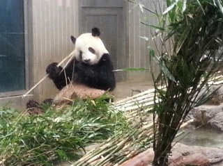 Soy un coreano atrapado en un cuerpo de español. Siempre me he sentido coreano, pero nací en el cuerpo equivocado.