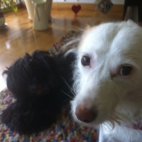 aysedilekyaman's profile picture. 