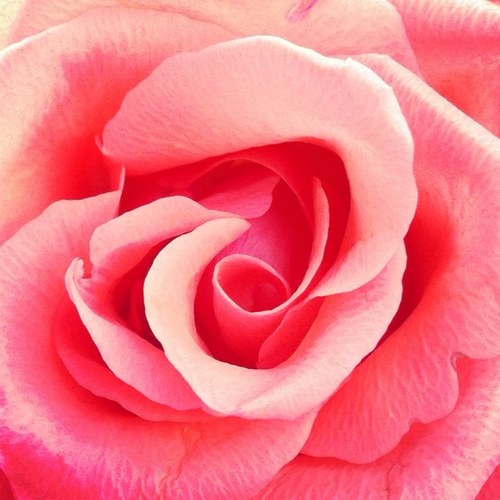 just_Taghreed's profile picture. ماجستير نظم معلومات جغرافية #Gis  مصوره فوتوغرافية مهتمة بالتصميم والكتب ،،