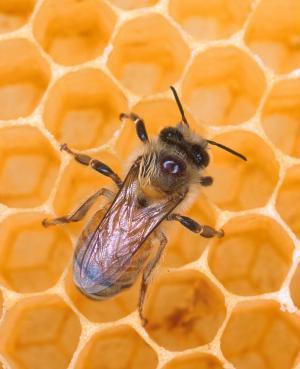 I am the social media bee. I tweet about happenings in social media. I buzz around seeking interesting news that I would bee proud to share with you. YES - I do