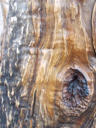 MaderaCaprichos's profile picture. #Tienda online de #artesanías de madera natural.  Estamos al capricho de la #madera. Nos interesa las #manualidades y la #decoración. http://t.co/NlOvcQcogr