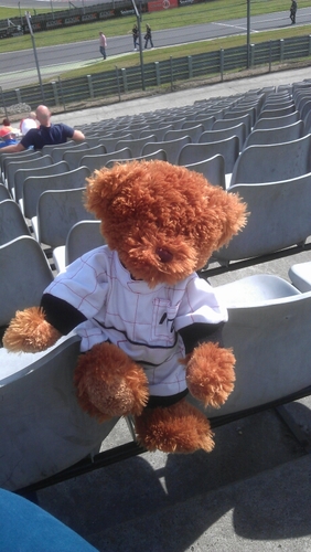 mectechmoss's profile picture. Moss Mectech Bear, racing bear