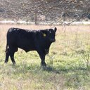 Roy Hammock - @rwh1949 - Twitter