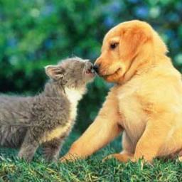 ¡Queremos ayudar a los animales a volver a casa o a encontrar una nueva! Damos RT y ayudamos en caso de pérdida.