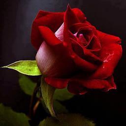 benimbenim1's profile picture. Saçlarım ve ben çok çabuk kırılırız.