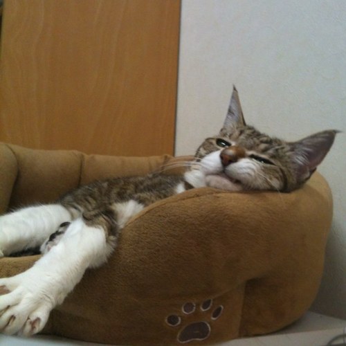 HIP HOP（日本語）とねこが好き。悪そうな猫はだいたい友だち。グルメ&おトク&株主優待情報収集🎶 マリオットプラチナ復活✨